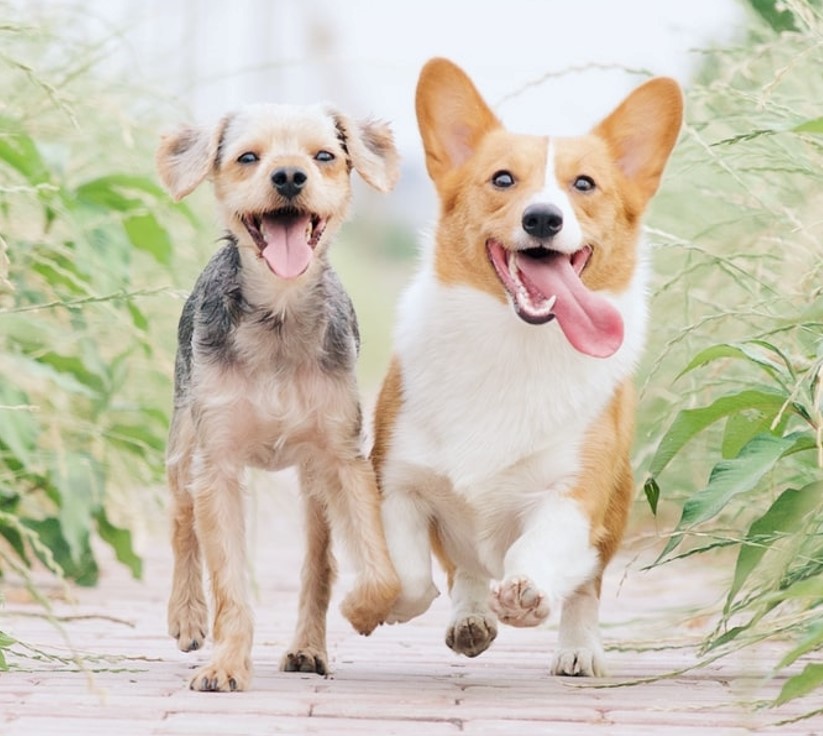 2 dogs running on pavement through a landscaped area